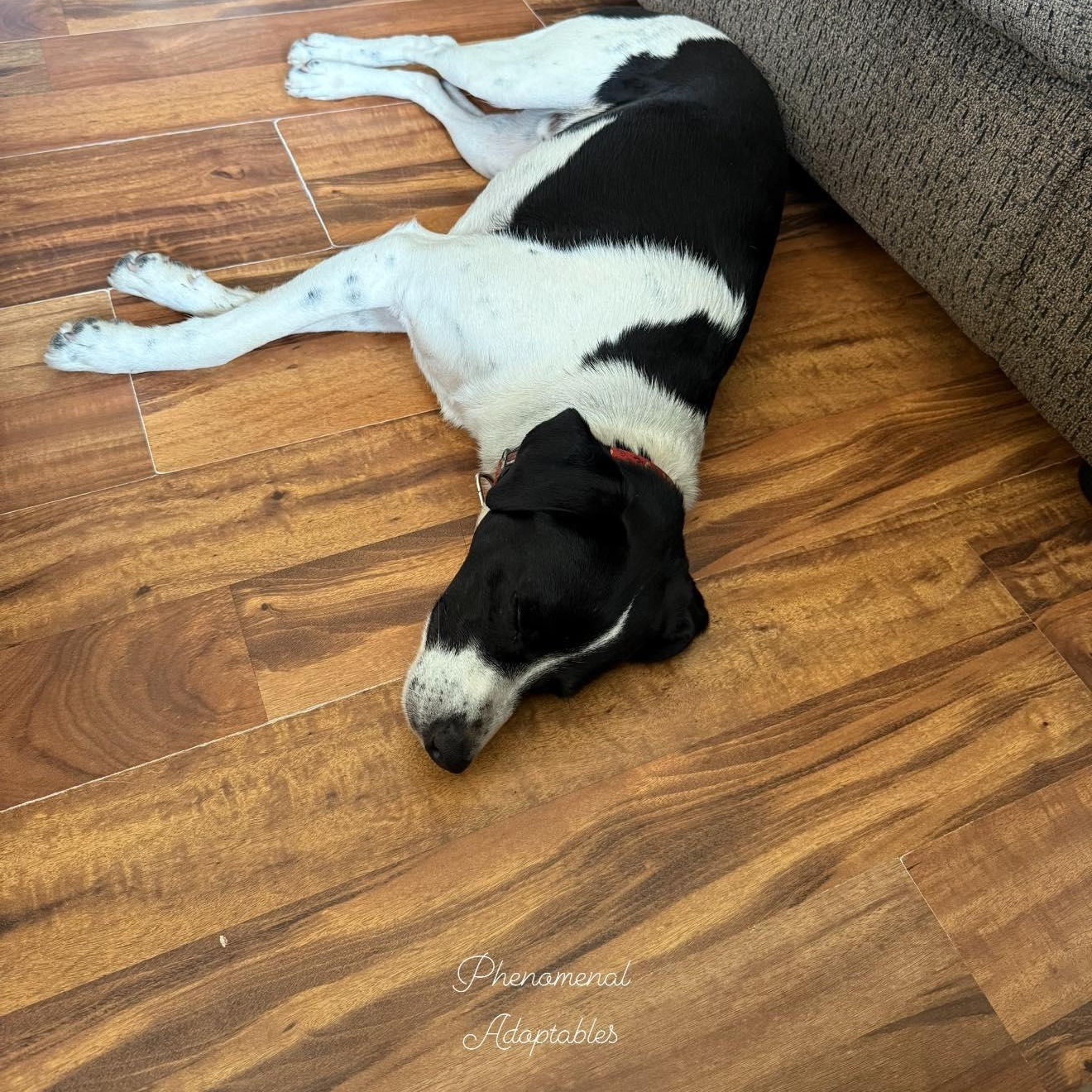 Enlarge Tangle, a Adoptable mixed breed in Owensboro, KY image 4/5