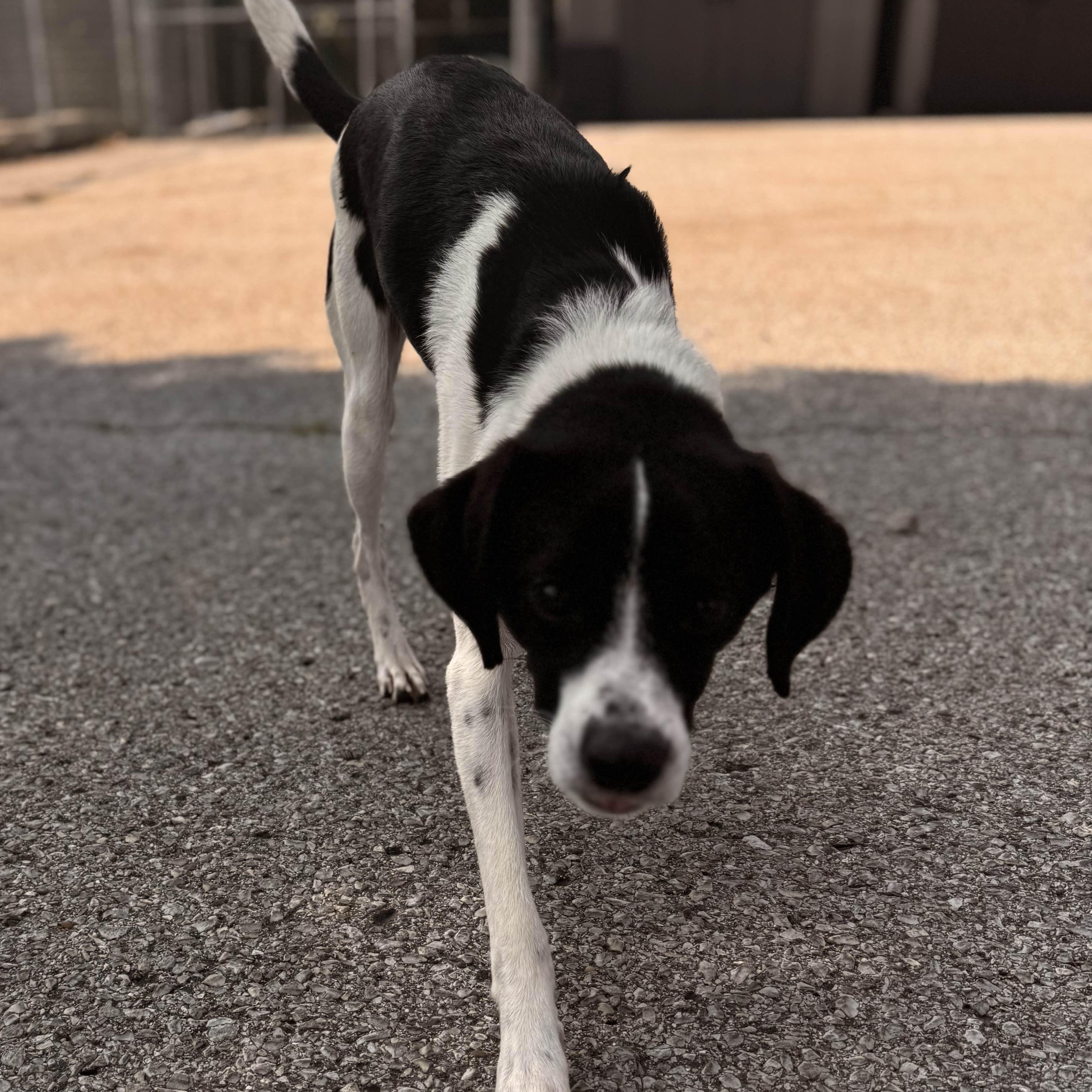 Enlarge Tangle, a Adoptable mixed breed in Owensboro, KY image 3/4