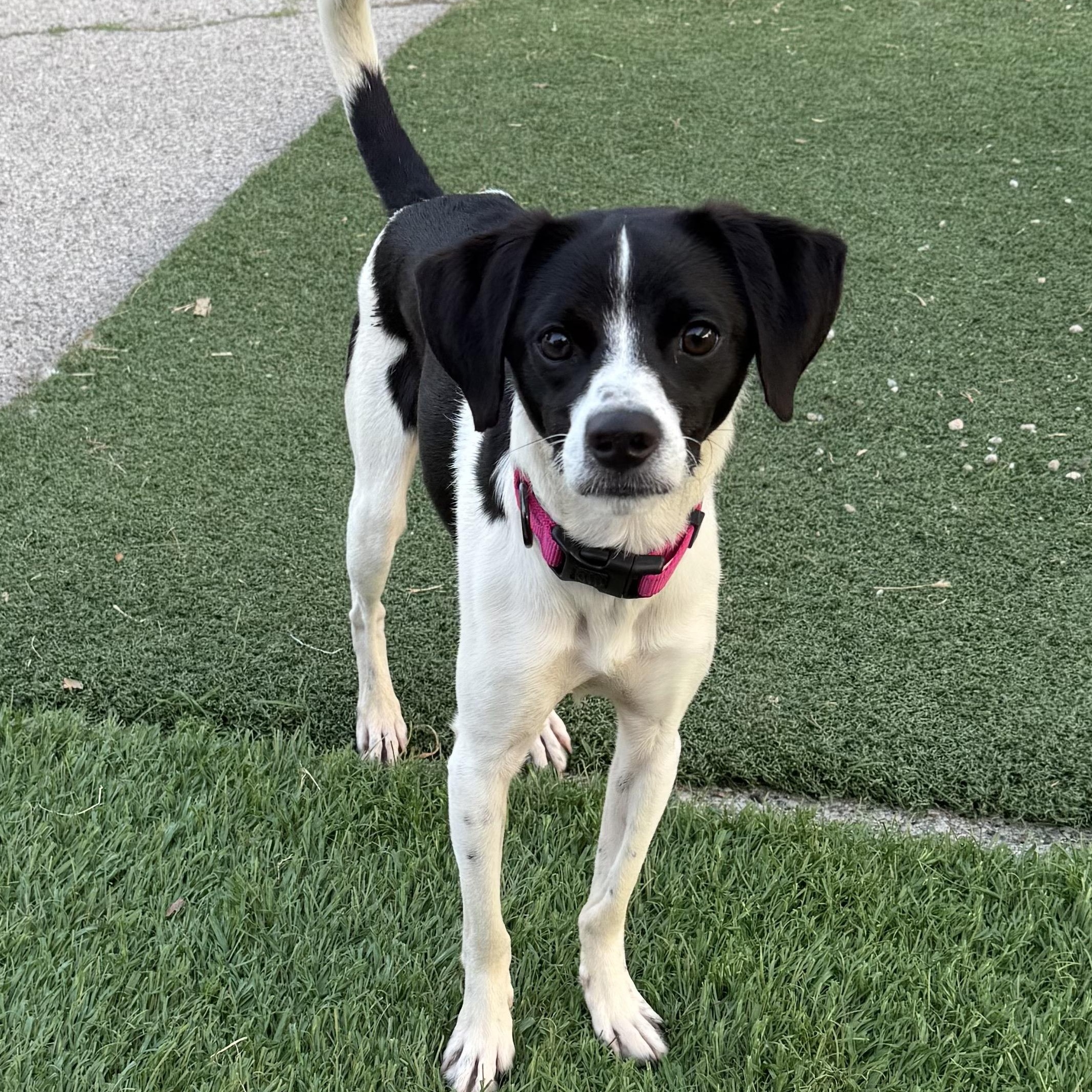 Tangle, Adoptable, Young Male Beagle.