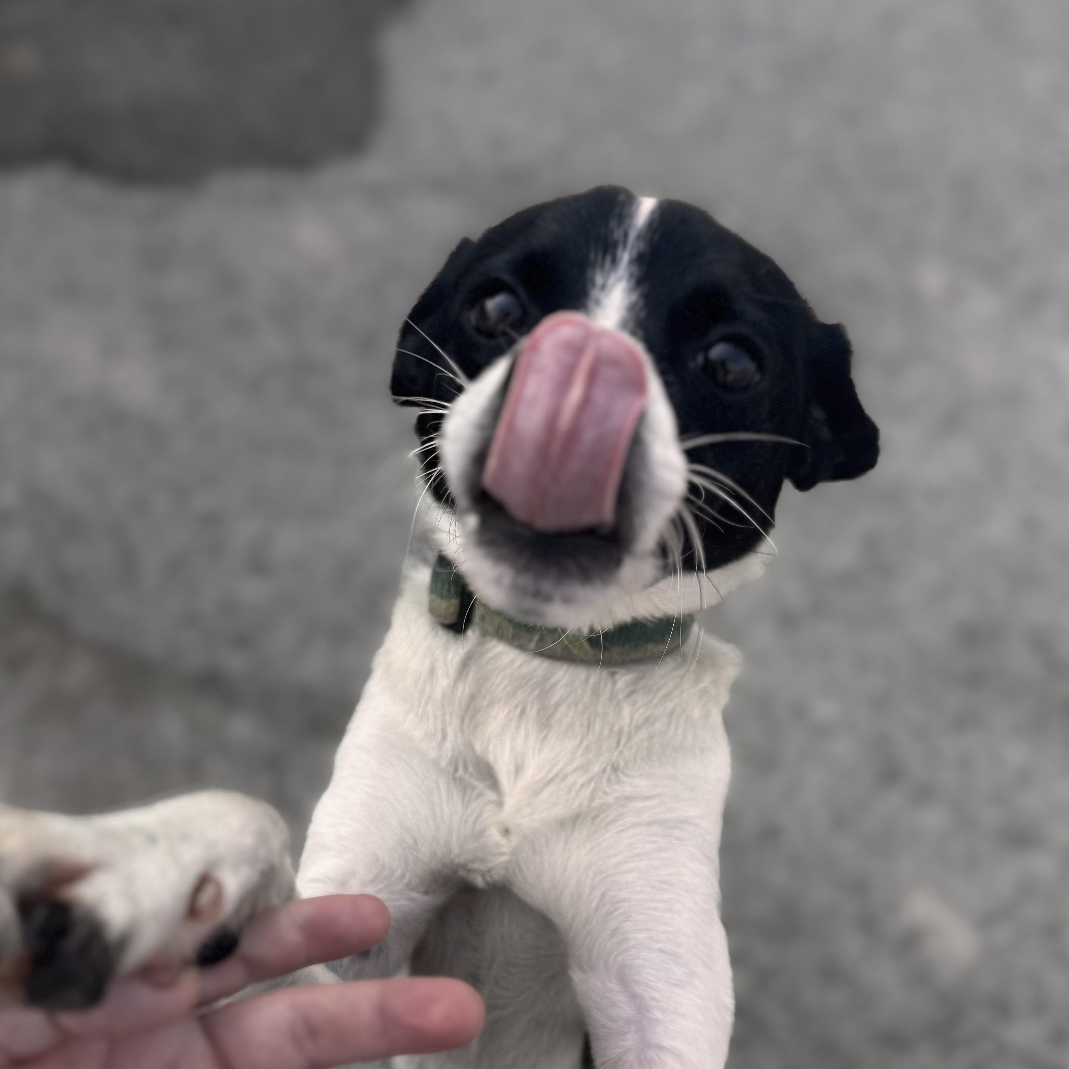 Enlarge Tangle, a Adoptable mixed breed in Owensboro, KY image 4/4