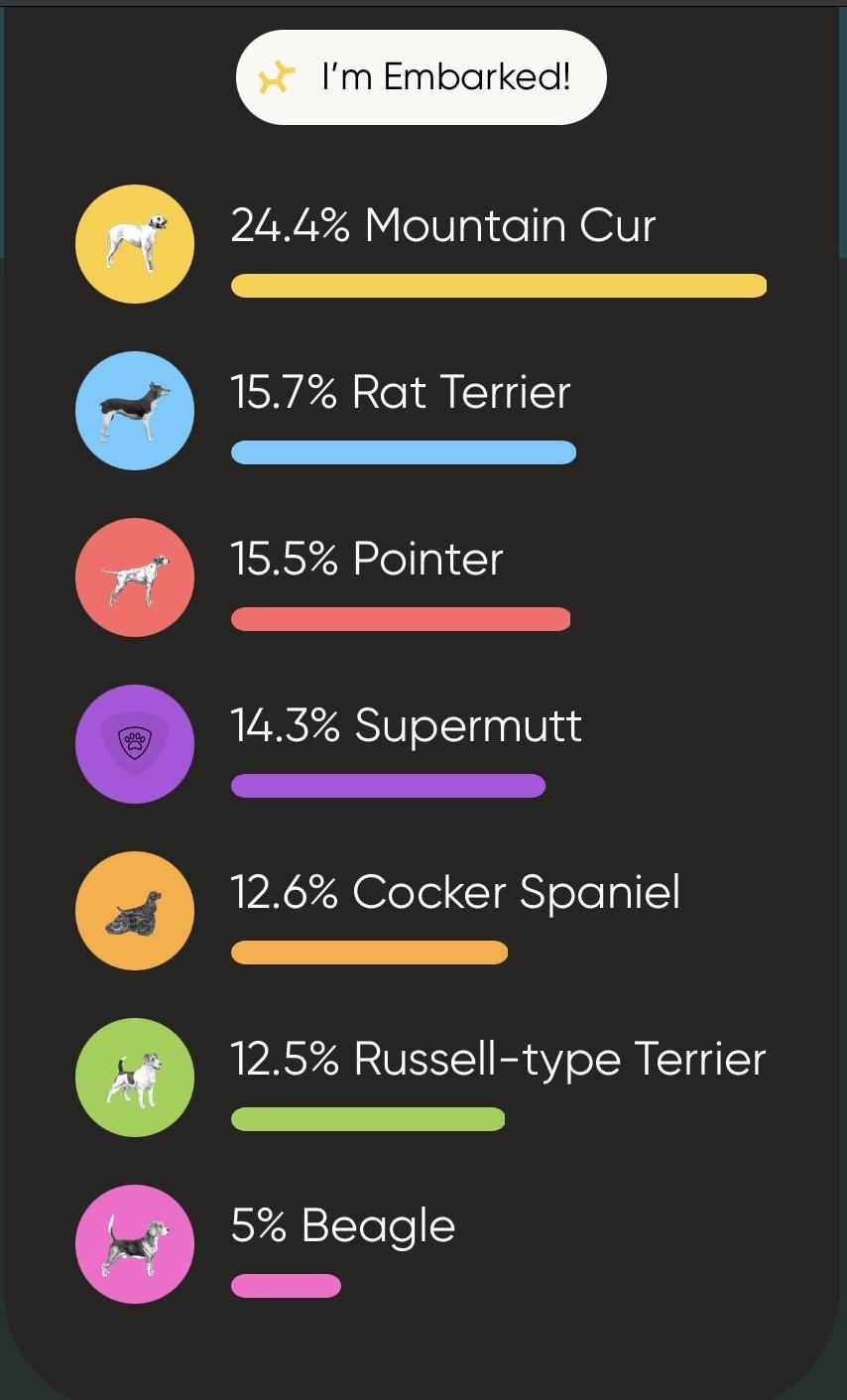 Enlarge Tangle, a Adoptable mixed breed in Owensboro, KY image 3/5
