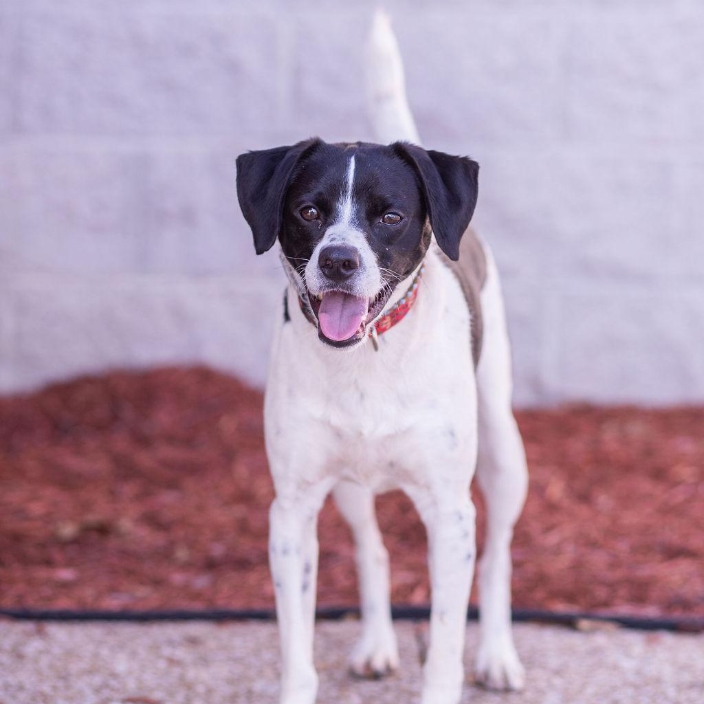 Enlarge Tangle, a Adoptable mixed breed in Owensboro, KY image 1/4