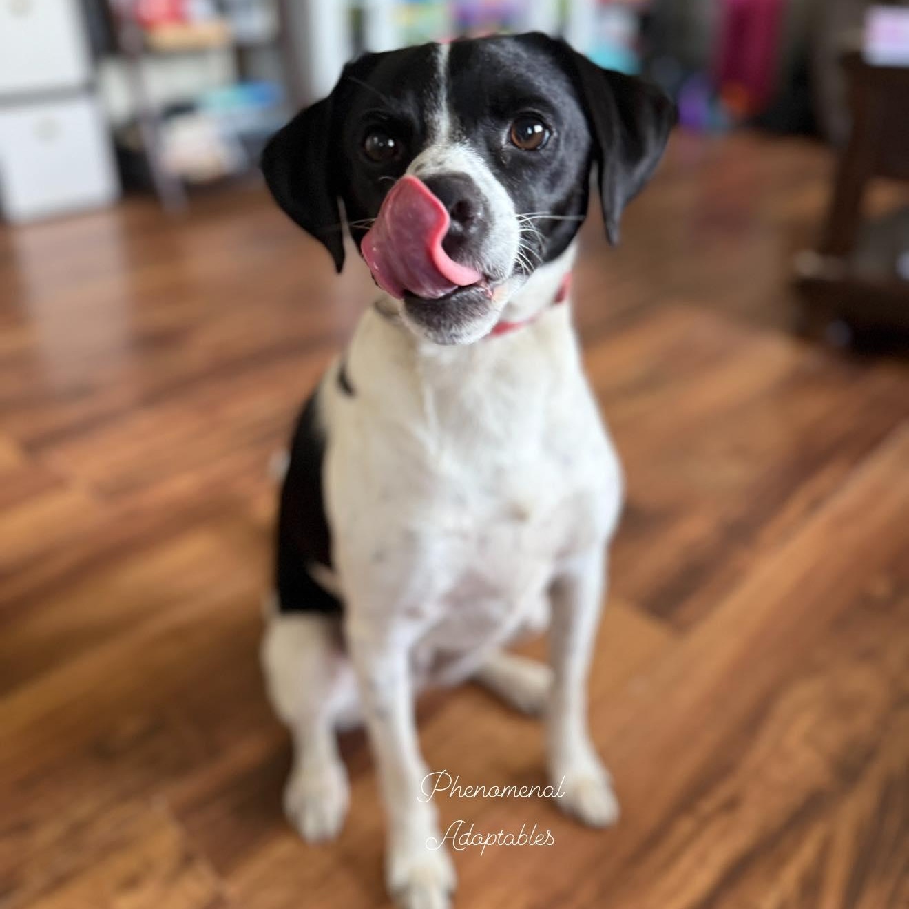 Enlarge Tangle, a Adoptable mixed breed in Owensboro, KY image 5/5