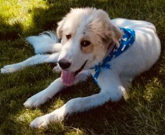 Otto, Adopted, Adult Male Great Pyrenees.