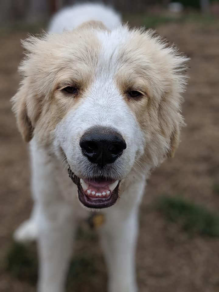 Enlarge Otto, a Adopted Great Pyrenees in Bend, OR image 2/3