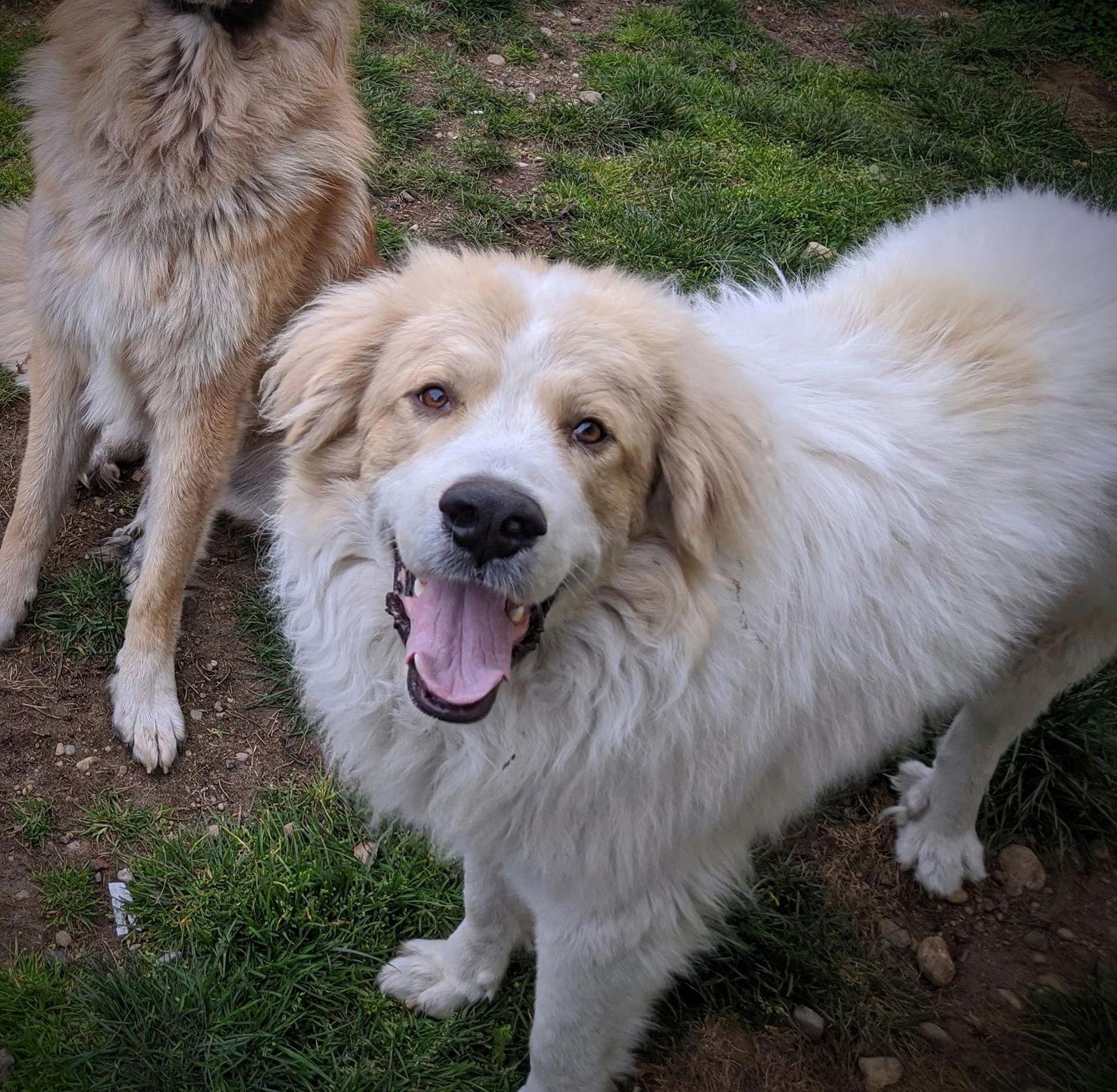 Enlarge Otto, a Adopted Great Pyrenees in Bend, OR image 3/3