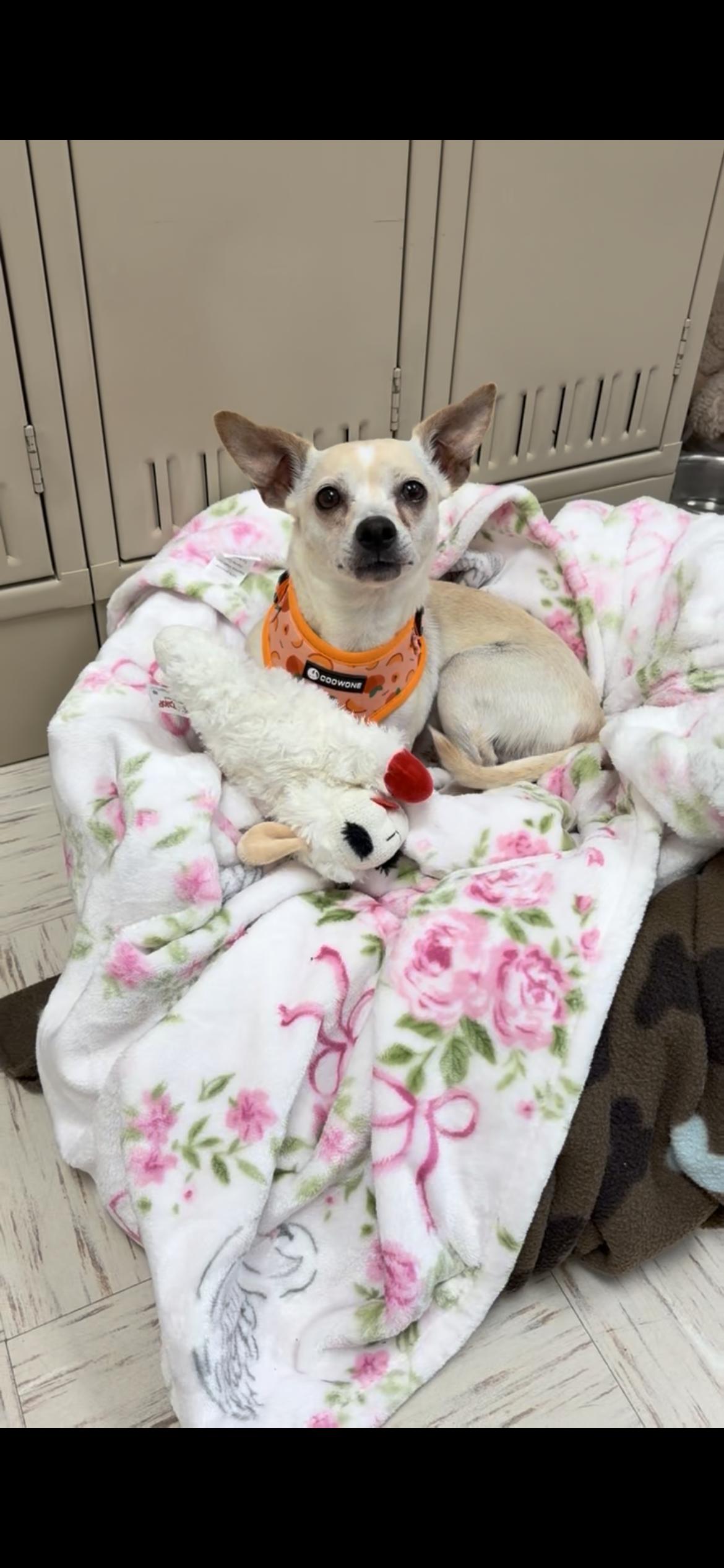 Enlarge Sally, a Adoptable mixed breed in Hamden, CT image 5/6