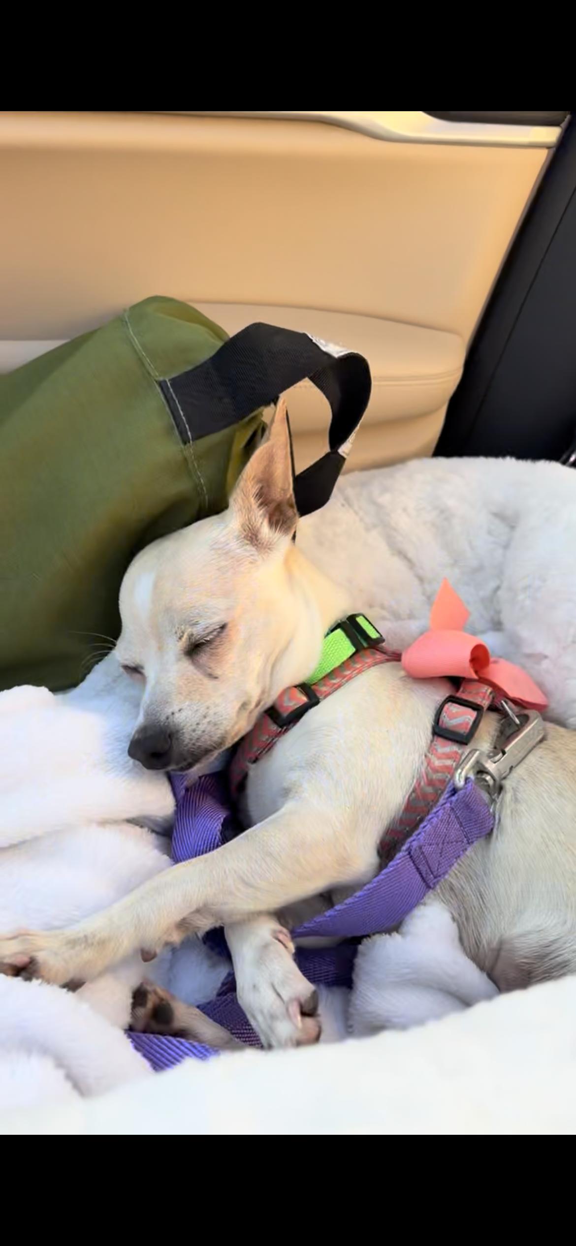 Enlarge Sally, a Adoptable mixed breed in Hamden, CT image 2/6