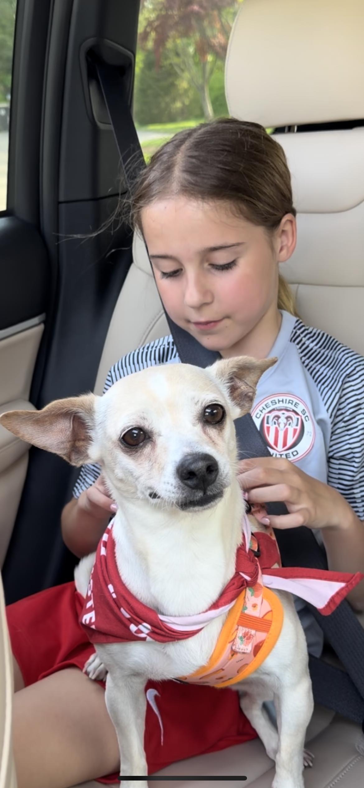 Sally, Adoptable, Young Female Chihuahua & Miniature Dachshund.