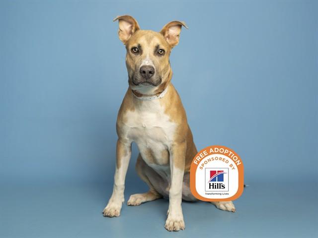 Enlarge OTTER, a Adoptable mixed breed in Phoenix, AZ image 1/1