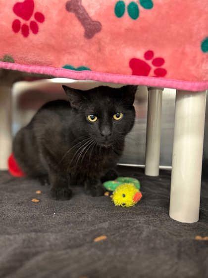 Topaz, Adoptable, Adult Male Domestic Short Hair & Domestic Short Hair.