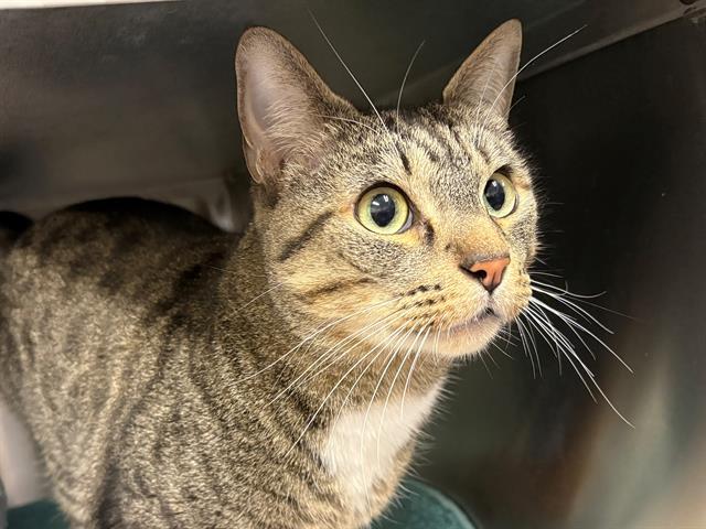Enlarge MARV, a Adoptable Domestic Short Hair in Santa Rosa, CA image 1/1
