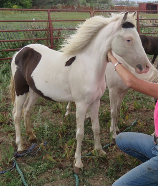 Spice, Adoptable, Young Female Shetland Pony.