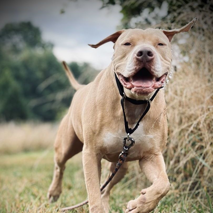 Hero, a Adoptable mixed breed in Bethesda, MD image 5/9
