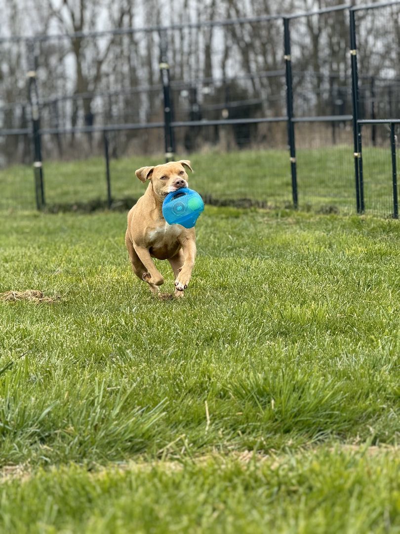 Hero, a Adoptable mixed breed in Bethesda, MD image 6/9