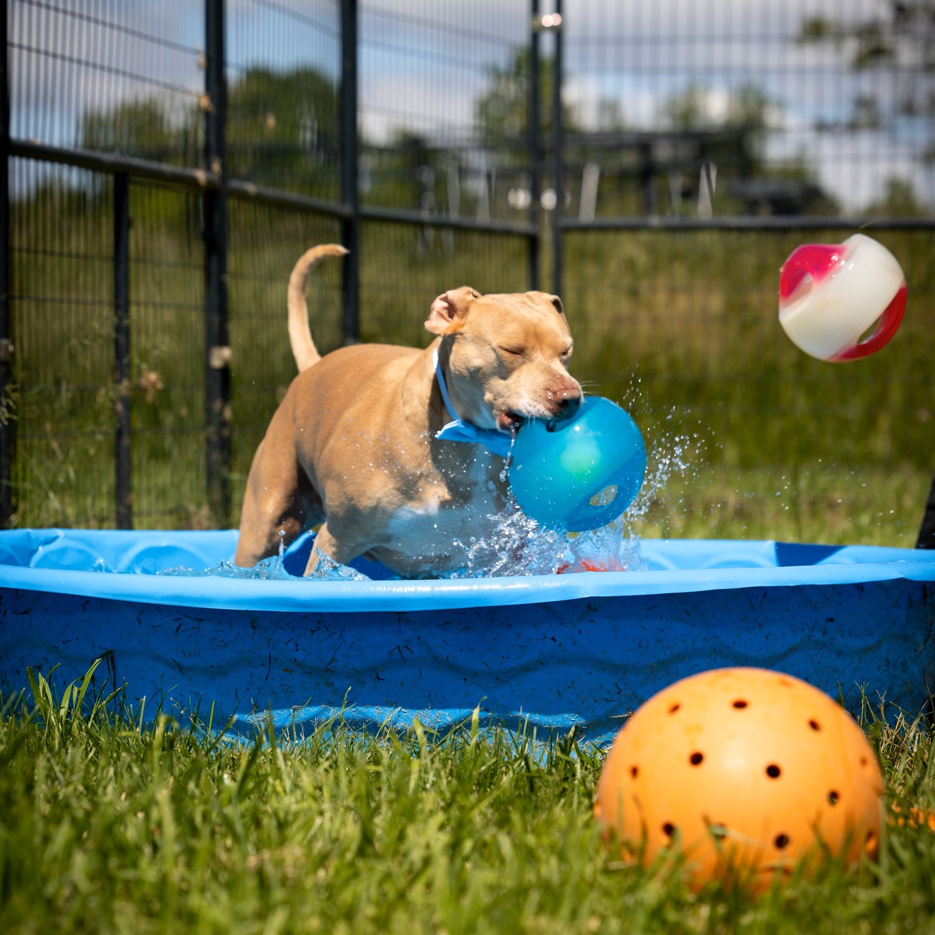 Hero, a Adoptable mixed breed in Bethesda, MD image 1/9