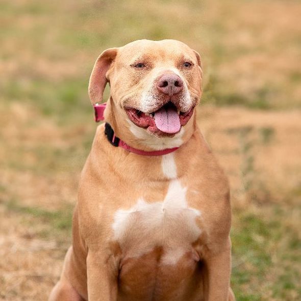 Enlarge Hero, a Adoptable mixed breed in Bethesda, MD image 8/9