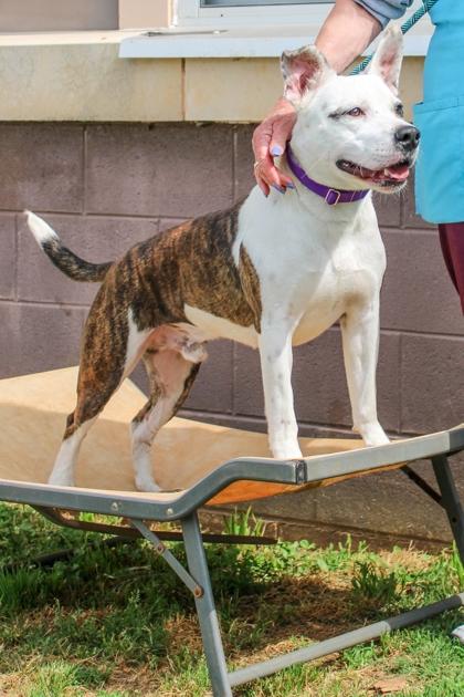 Brickell, Adoptable, Adult Male Mixed Breed & Mixed Breed.