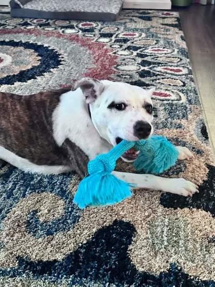 Enlarge Brickell, a Adoptable Mixed Breed in Chamblee, GA image 2/3