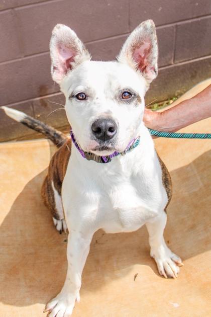 Enlarge Brickell, a Adoptable Mixed Breed in Chamblee, GA image 3/3