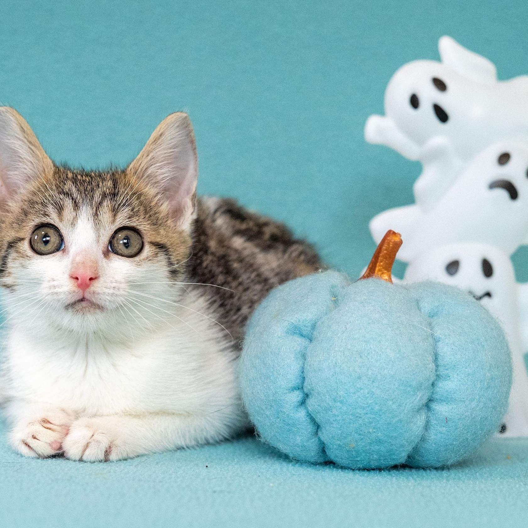 Enlarge Flora, a Adoptable mixed breed in Mastic beach, NY image 2/5