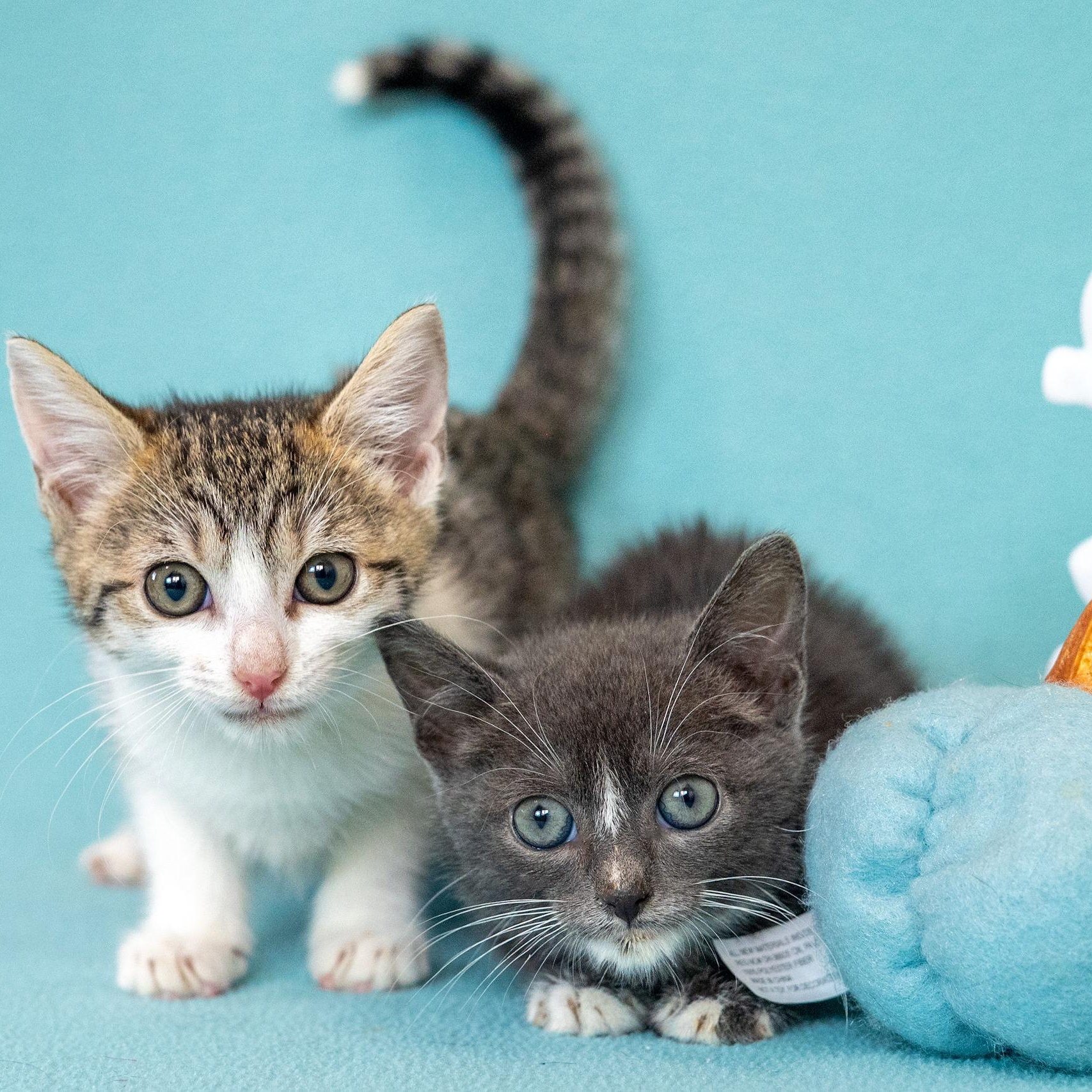 Enlarge Flora, a Adoptable mixed breed in Mastic beach, NY image 5/5