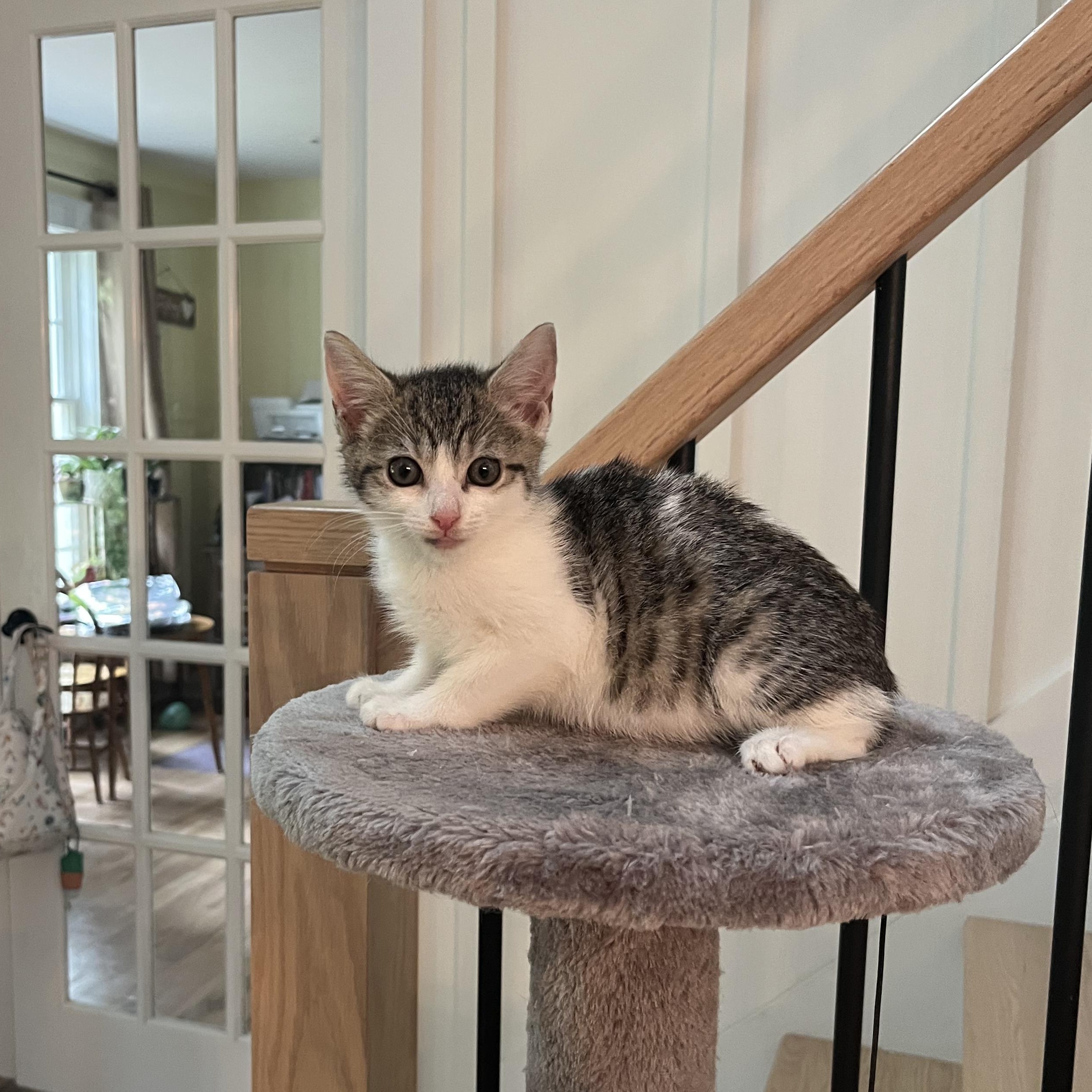 Enlarge Flora, a Adoptable mixed breed in Mastic beach, NY image 4/5