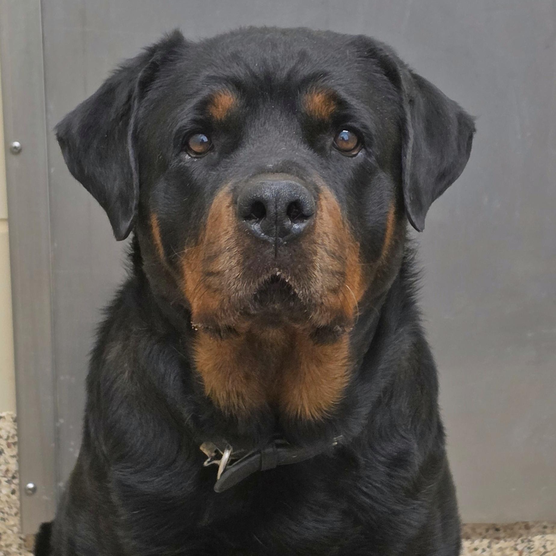 Enlarge Princess 62364, an adopted mixed breed in Aiken, SC image 1/1