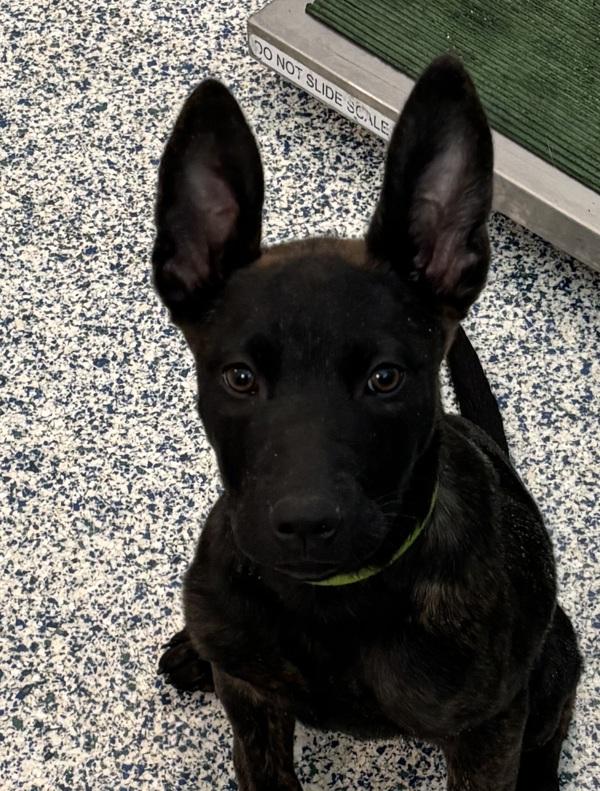 Tikki, Adoptable, Puppy Female German Shepherd Dog.