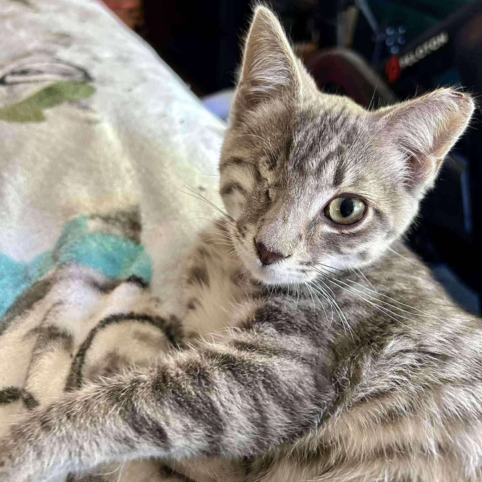 Enlarge Polythemus, a ADOPTABLE Domestic Short Hair in Concord, CA image 1/4
