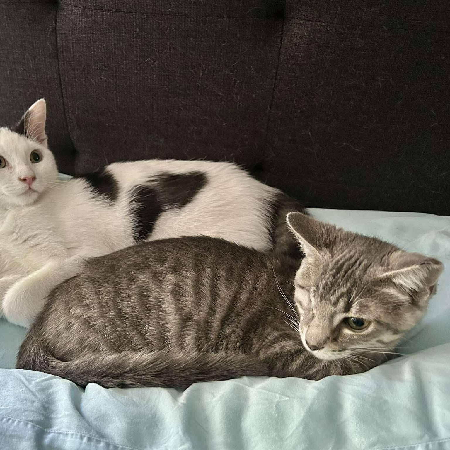 Enlarge Polythemus, a ADOPTABLE Domestic Short Hair in Concord, CA image 4/4