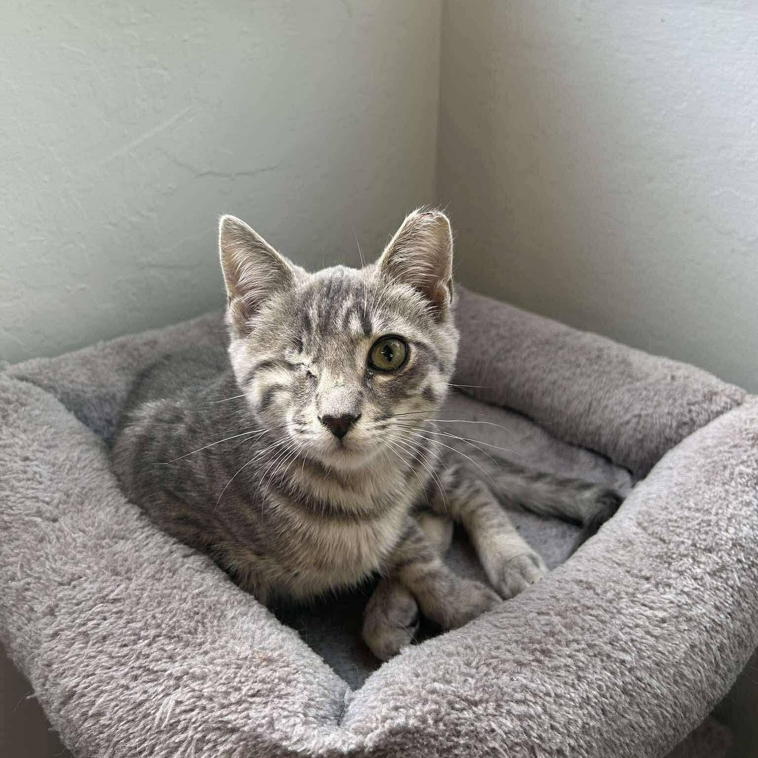 Enlarge Polythemus, a ADOPTABLE Domestic Short Hair in Concord, CA image 2/4