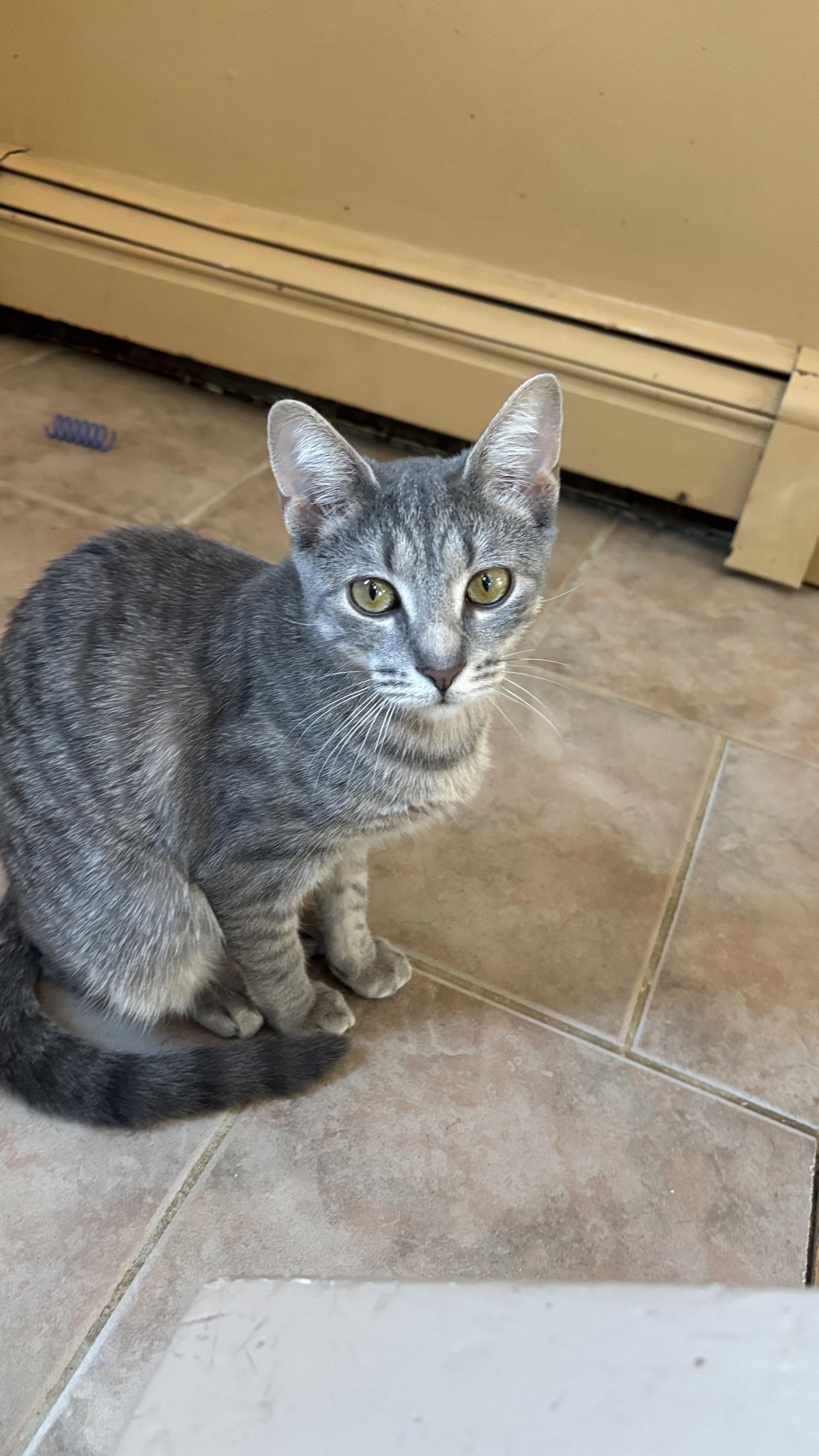 Enlarge Goldie, a ADOPTABLE Tabby in Melrose, MA image 5/5