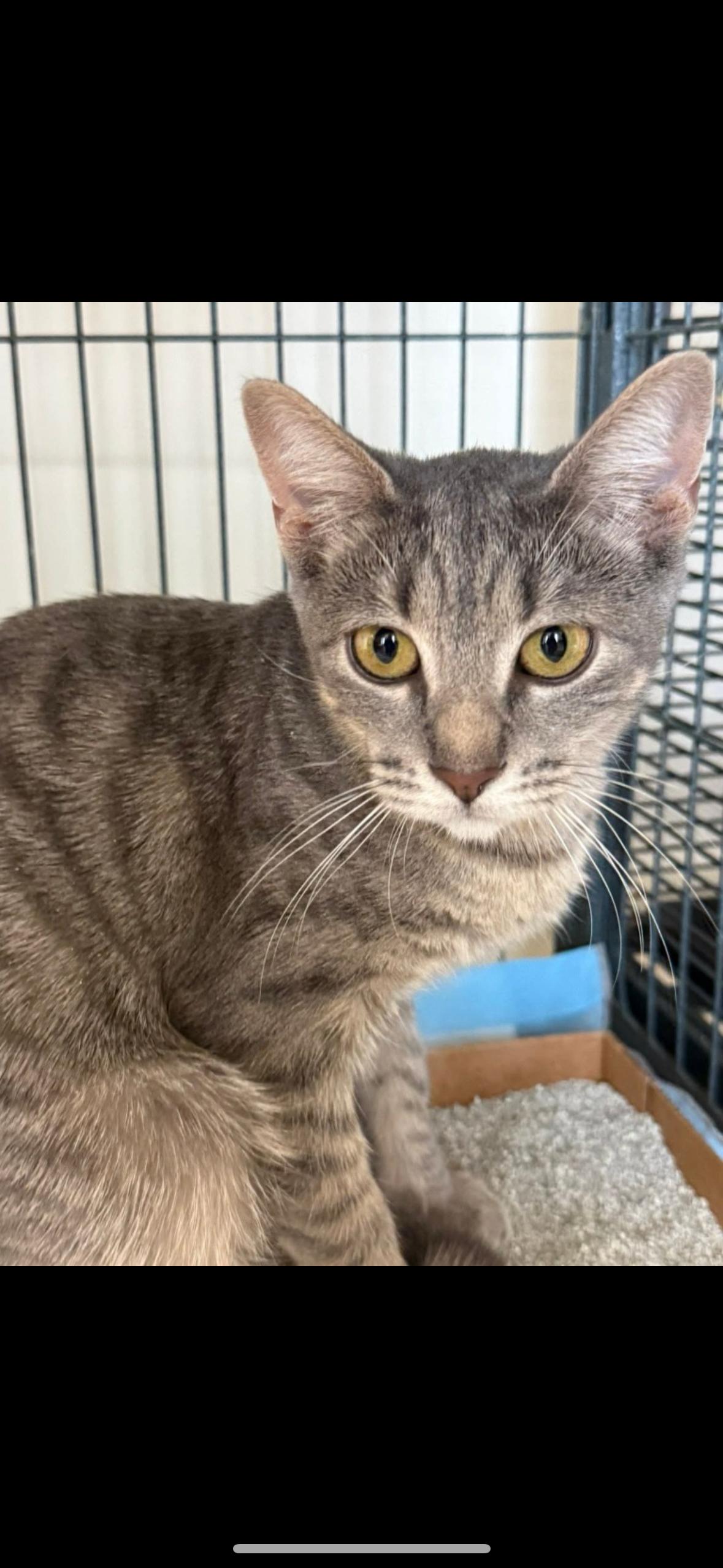 Enlarge Goldie, a ADOPTABLE Tabby in Melrose, MA image 1/5
