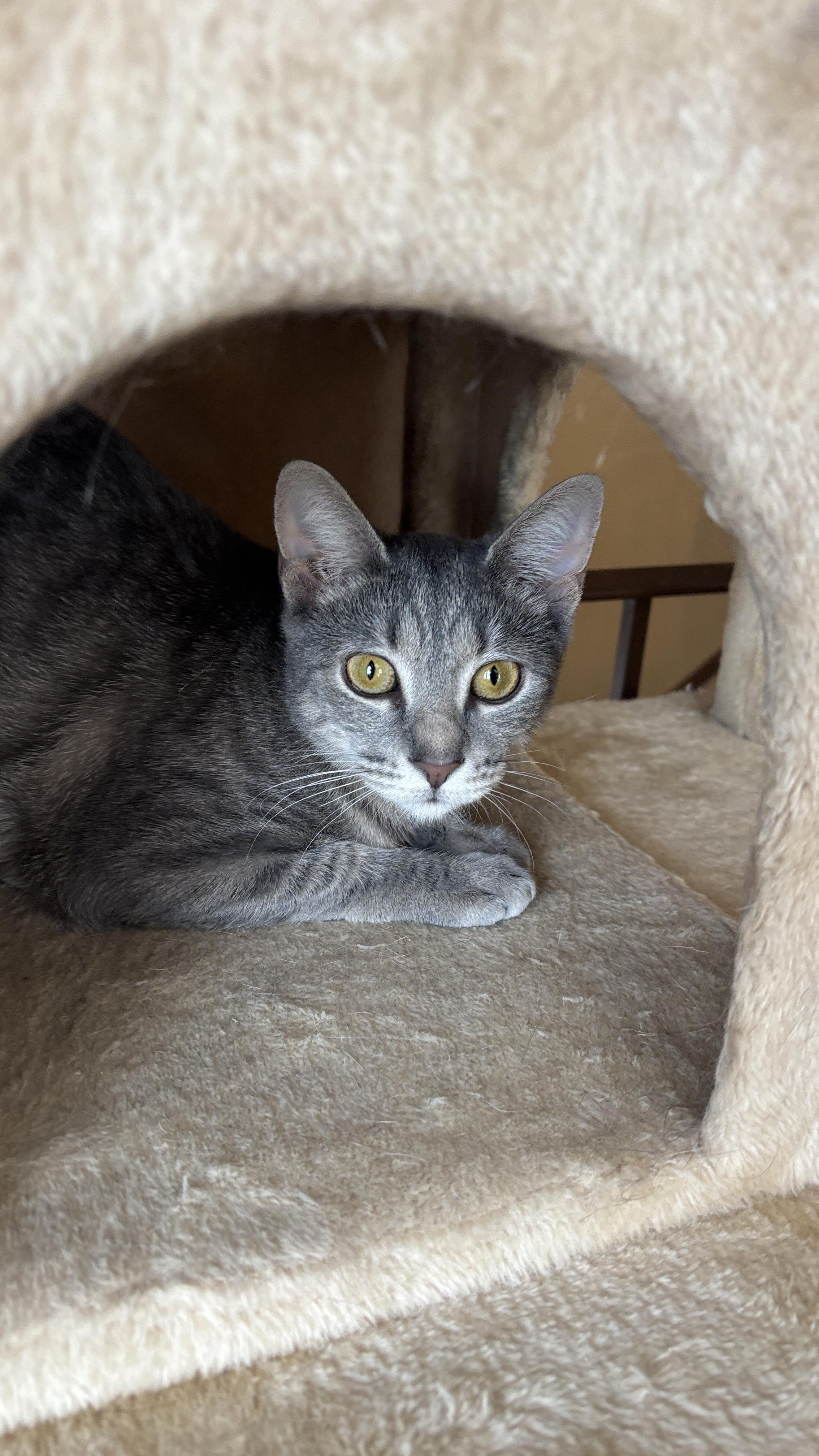 Enlarge Goldie, a ADOPTABLE Tabby in Melrose, MA image 4/5