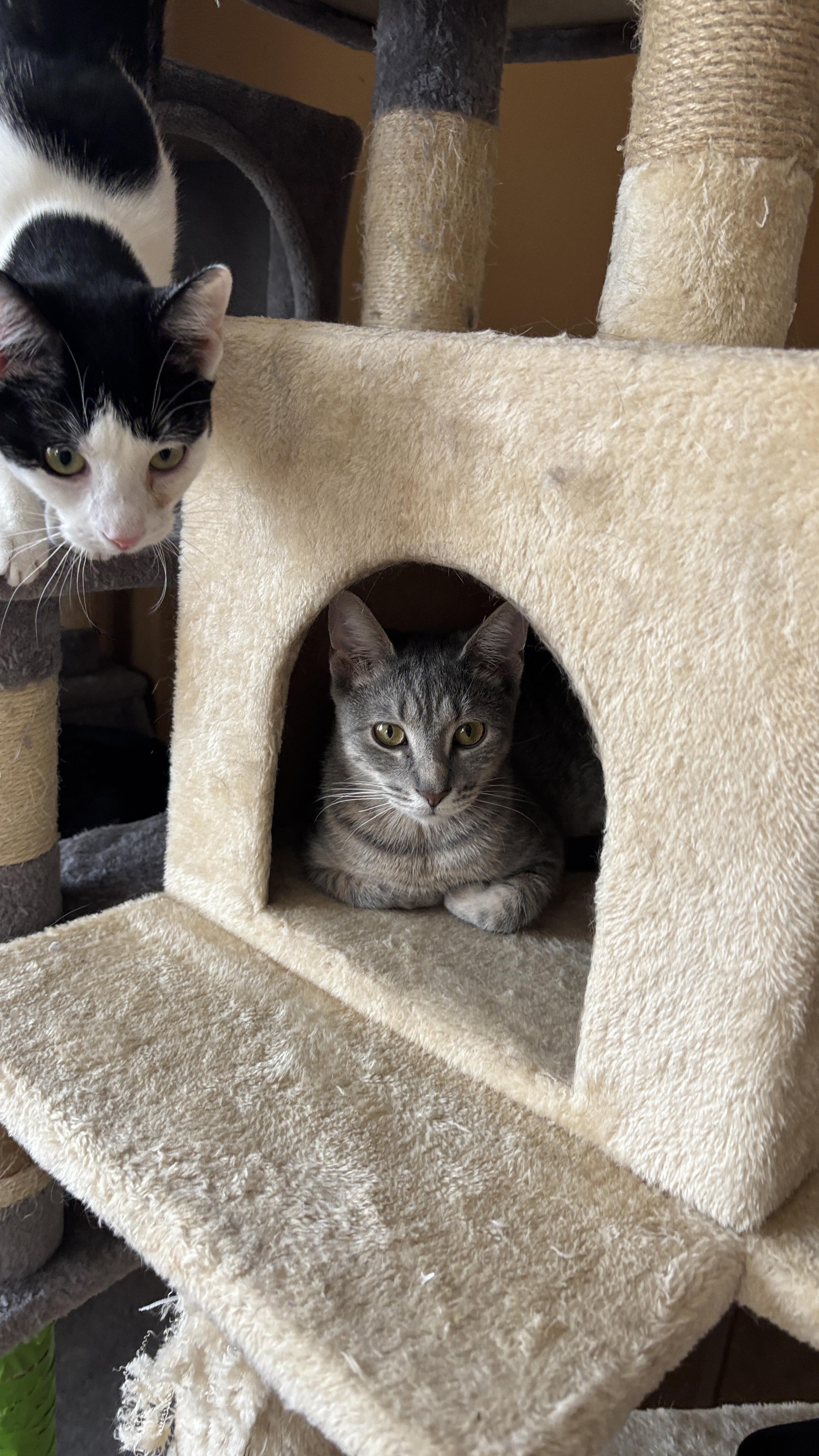 Enlarge Goldie, a ADOPTABLE Tabby in Melrose, MA image 3/5