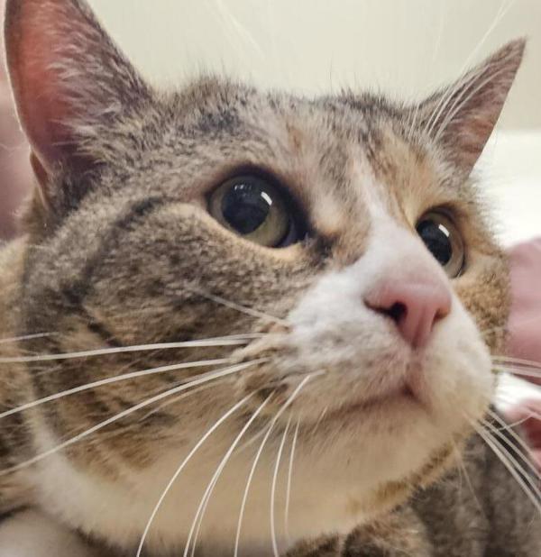 Enlarge Suzie 45731, a Adoptable mixed breed in Pocatello, ID image 5/6