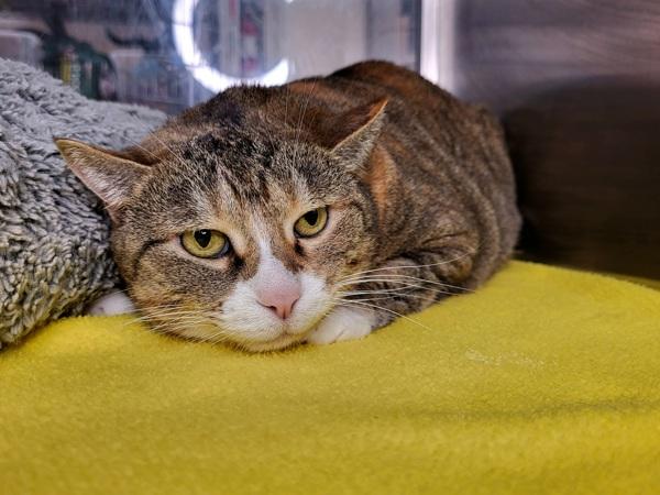 Suzie 45731, Adoptable, Adult Female Domestic Short Hair.