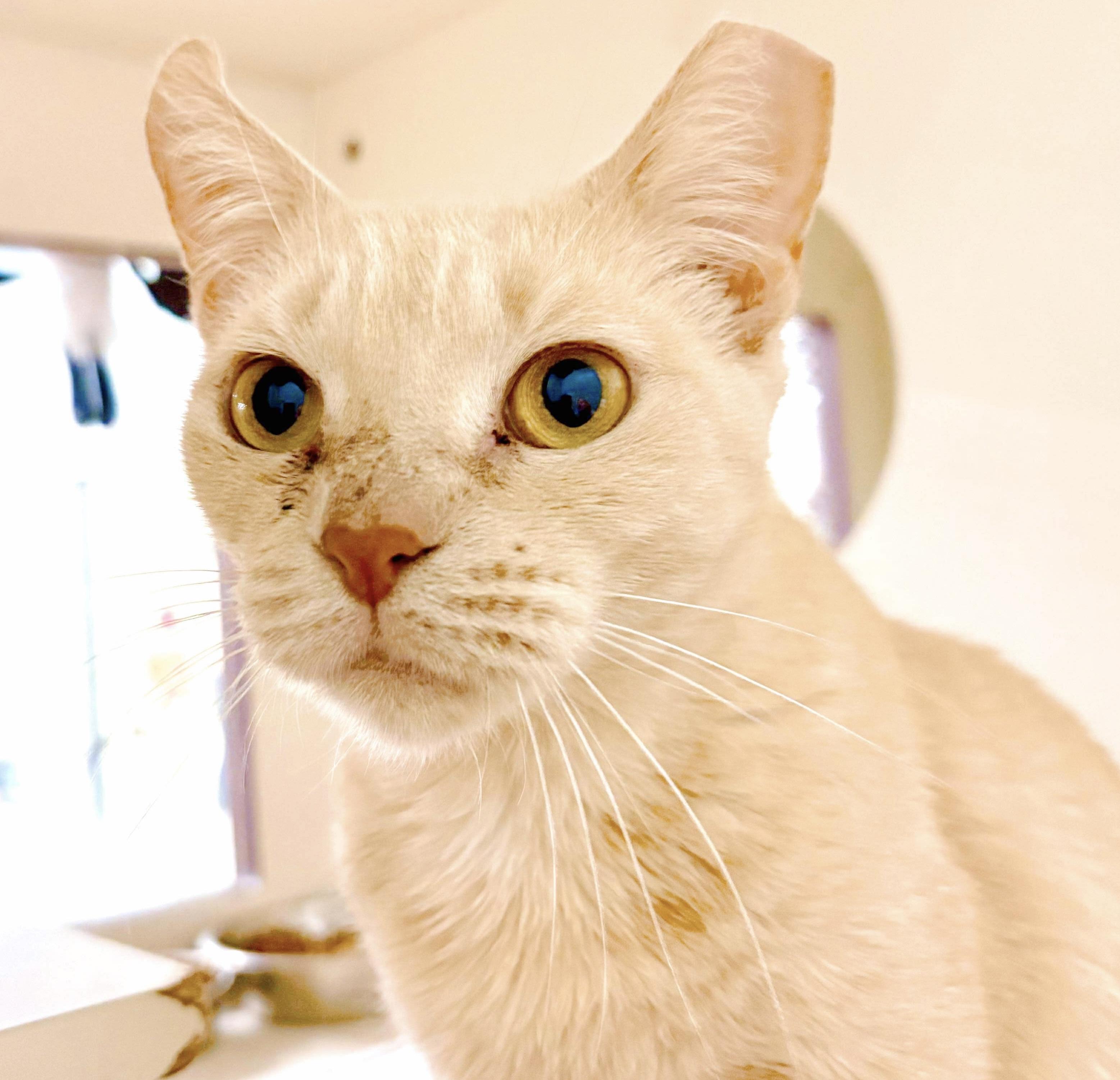 Enlarge Colleen, a Adoptable Tabby in Philadelphia, PA image 4/6