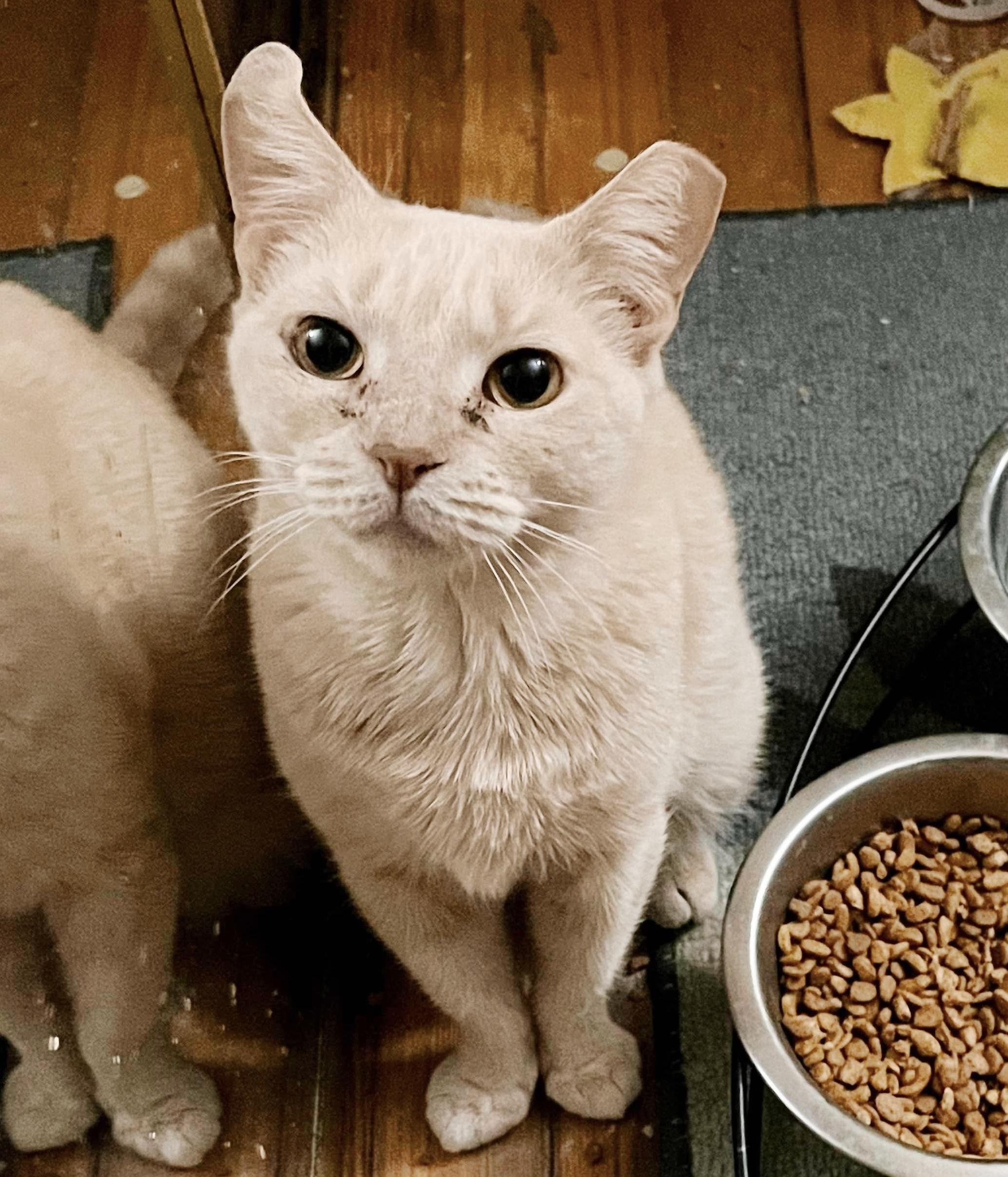 Colleen, Adoptable, Adult Female Tabby.