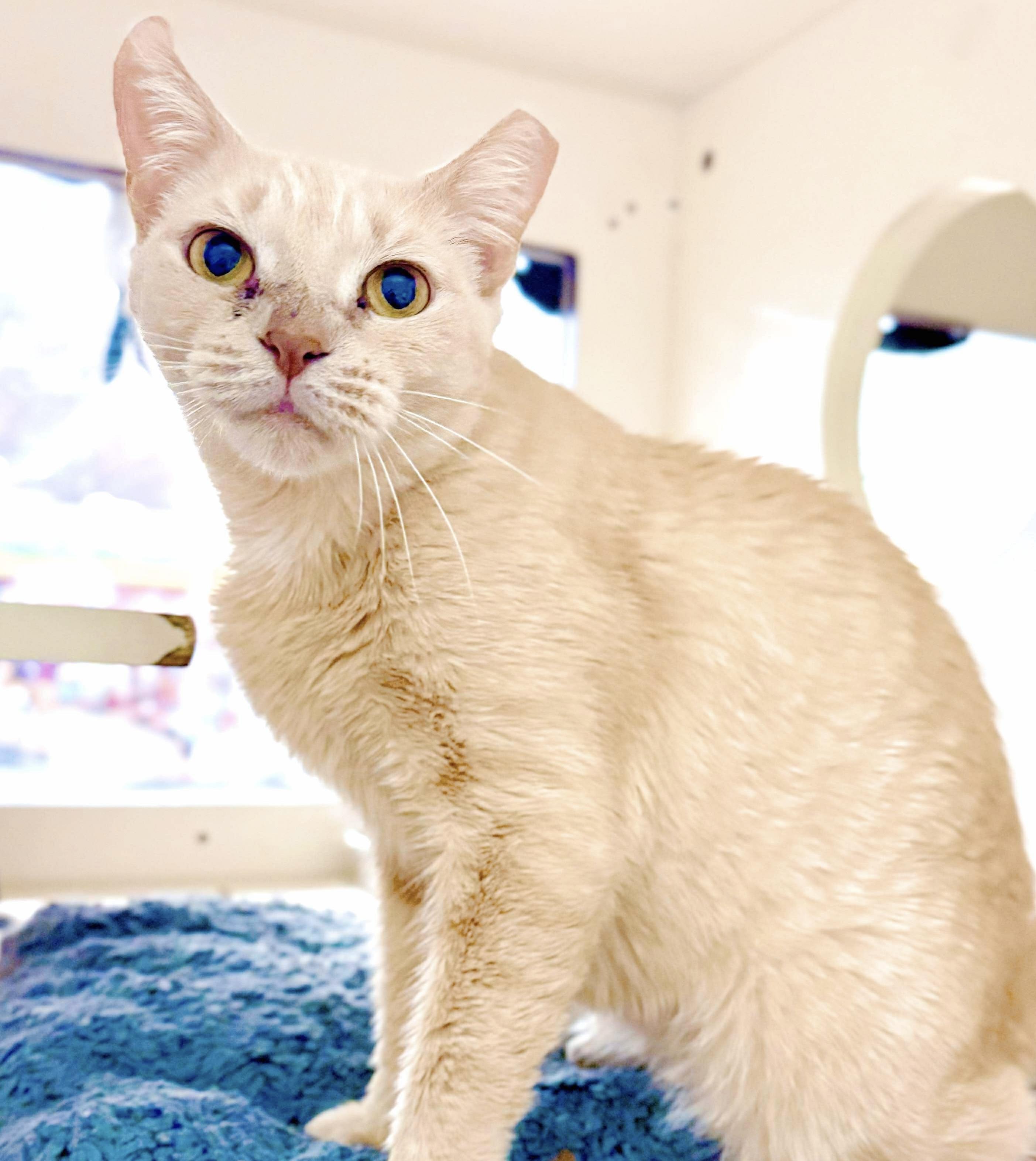 Enlarge Colleen, a Adoptable Tabby in Philadelphia, PA image 6/6