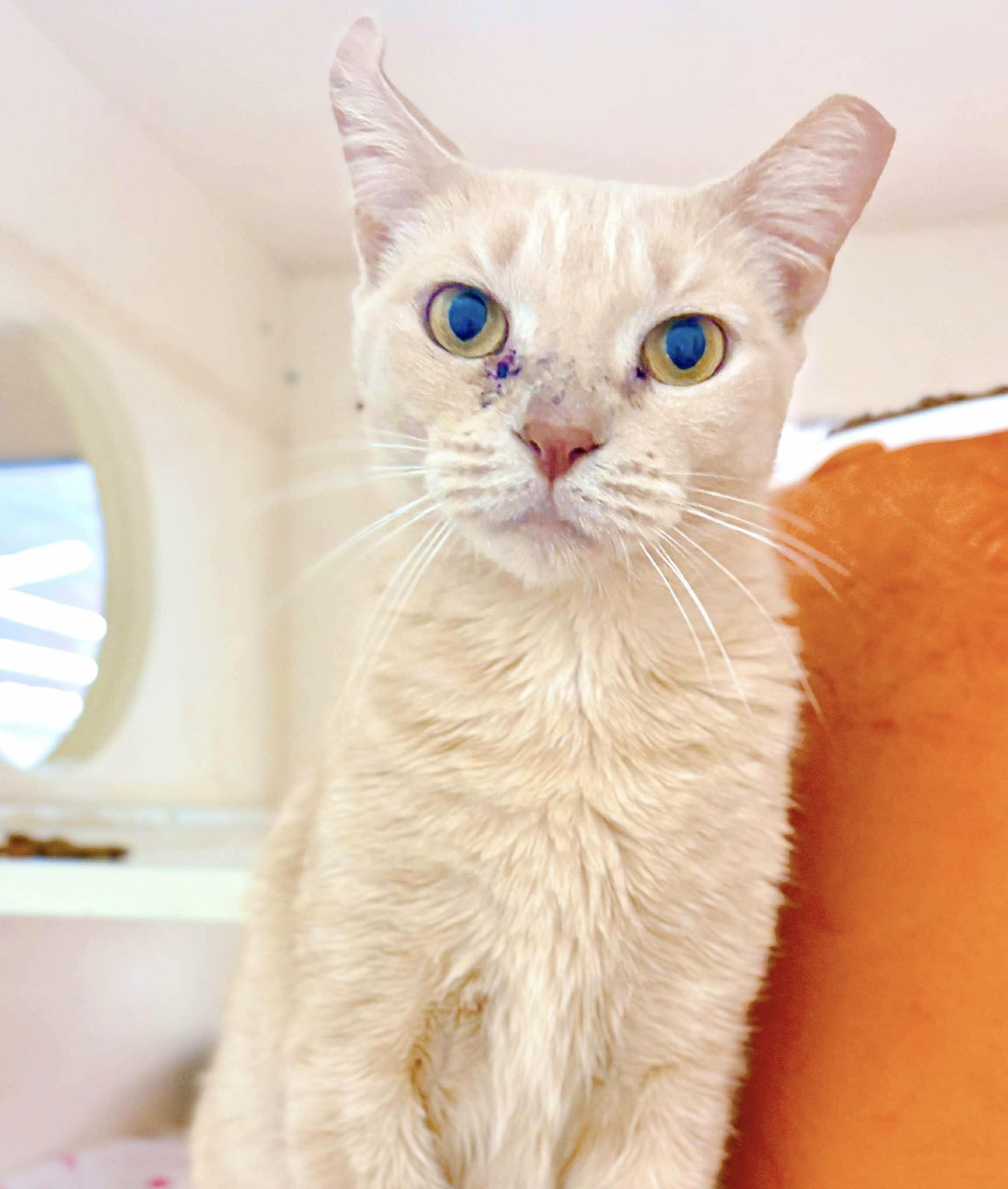 Enlarge Colleen, a Adoptable Tabby in Philadelphia, PA image 2/6