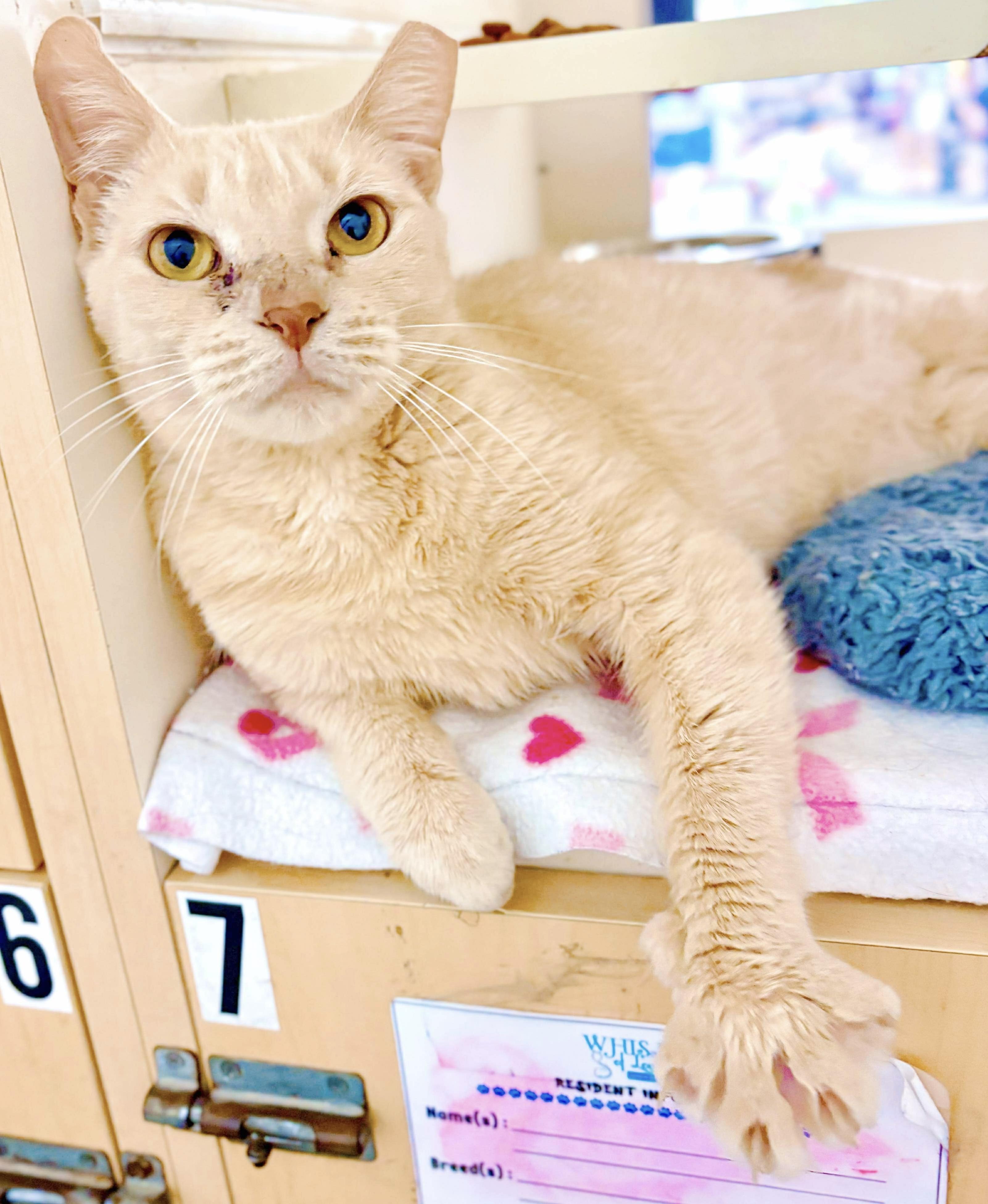 Enlarge Colleen, a Adoptable Tabby in Philadelphia, PA image 3/6