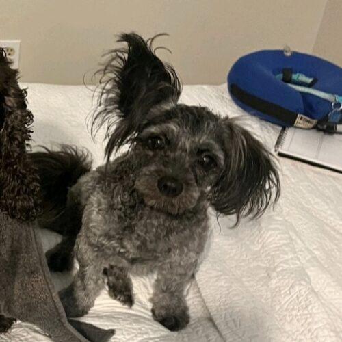 Lady Firehawk, Adoptable, Puppy Female Shih Tzu & Mixed Breed.