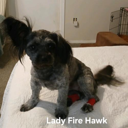 Enlarge Lady Firehawk, a Adoptable mixed breed in Broken Arrow, OK image 3/5