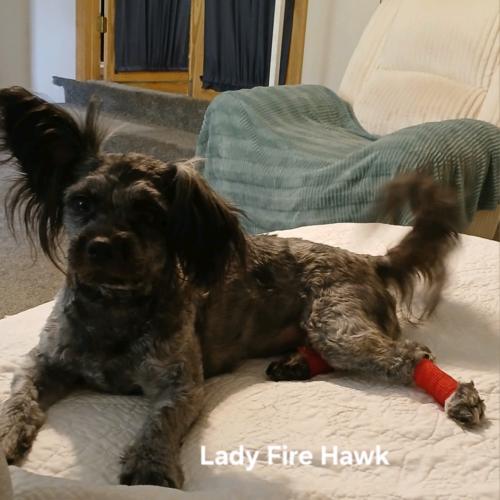 Enlarge Lady Firehawk, a Adoptable mixed breed in Broken Arrow, OK image 5/5