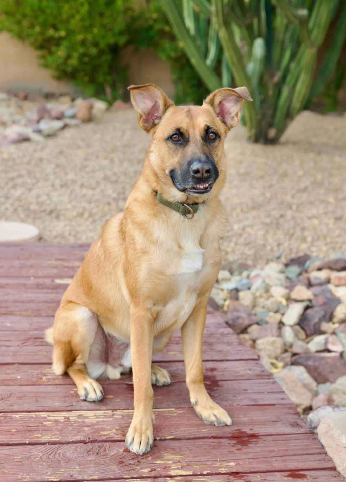 Renton, an adoptable German Shepherd Dog in Cave Creek, AZ, 85331 | Photo Image 3