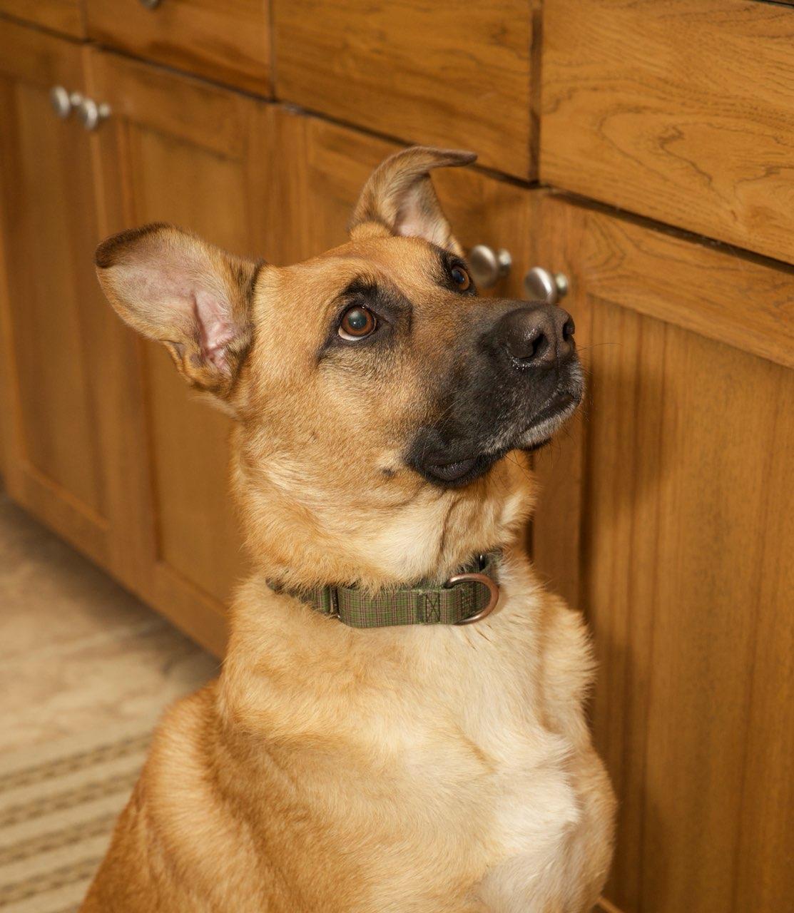 Renton, a Adoptable mixed breed in Cave Creek, AZ image 2/6