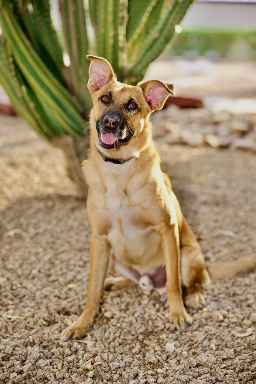 Renton, an adoptable German Shepherd Dog in Cave Creek, AZ, 85331 | Photo Image 4