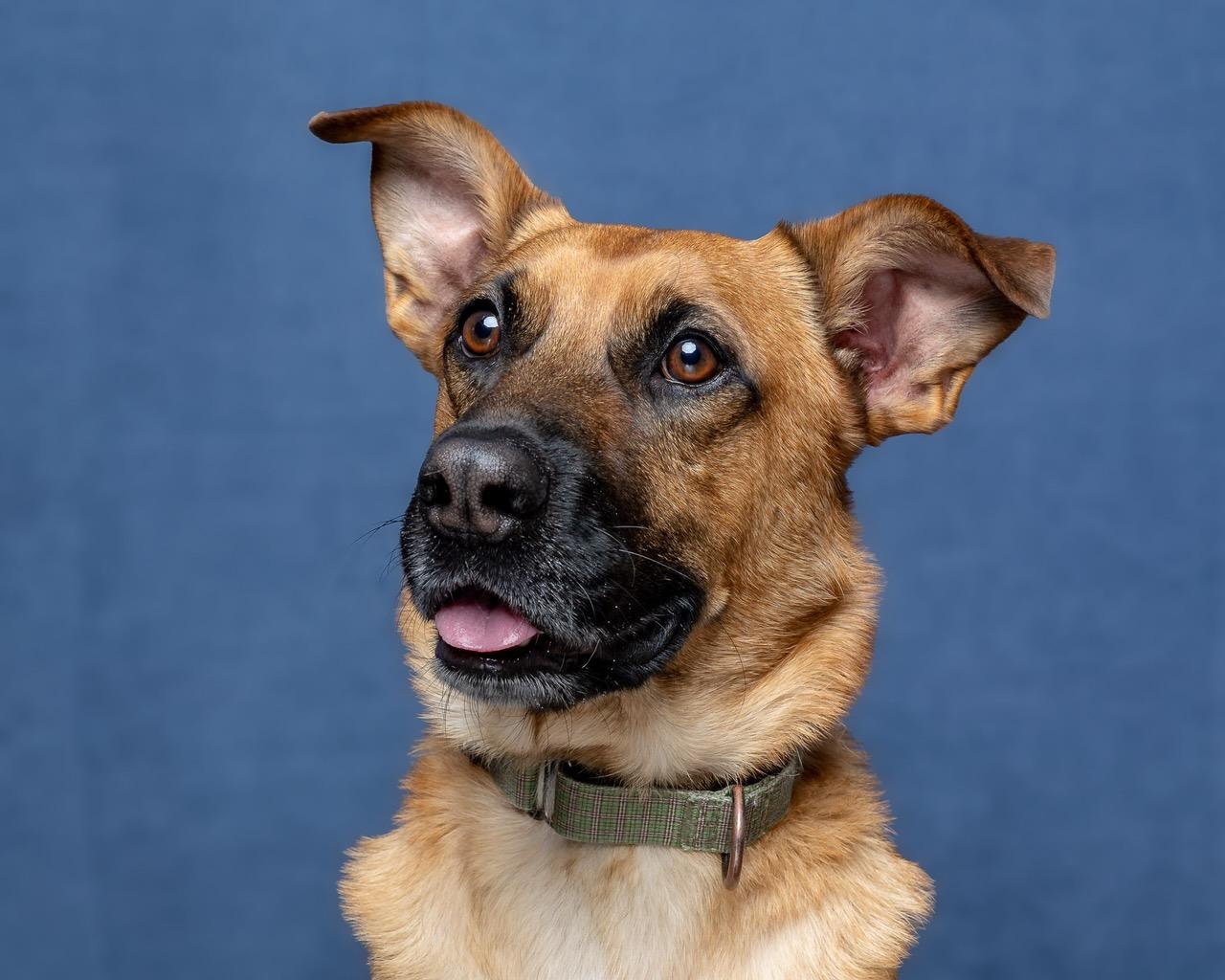 Renton, an adoptable German Shepherd Dog in Cave Creek, AZ, 85331 | Photo Image 2